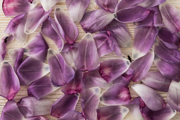 Beaux pétales violets