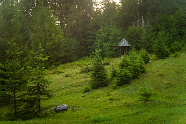 Beaux pins sur les montagnes