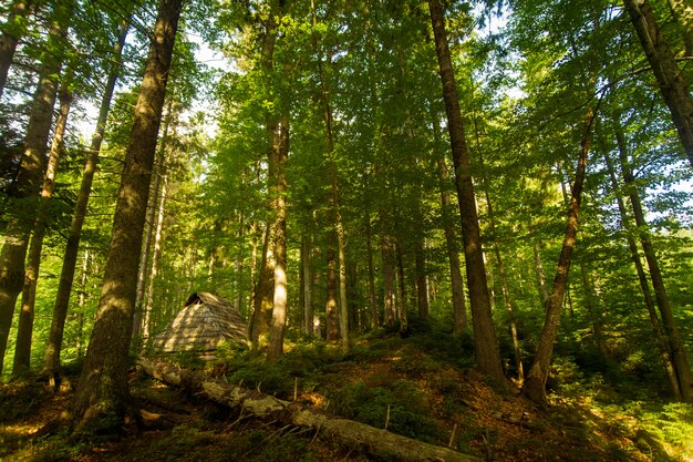 Beaux pins sur les montagnes