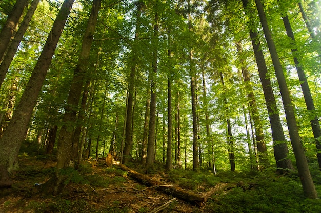 Beaux pins sur les montagnes