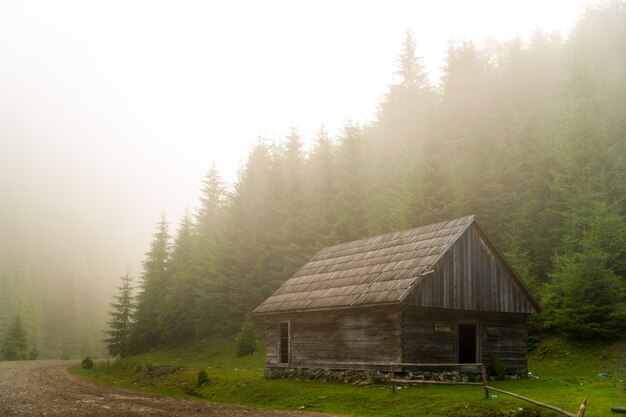 Beaux pins sur les montagnes