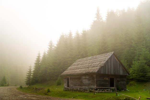 Beaux pins sur les montagnes