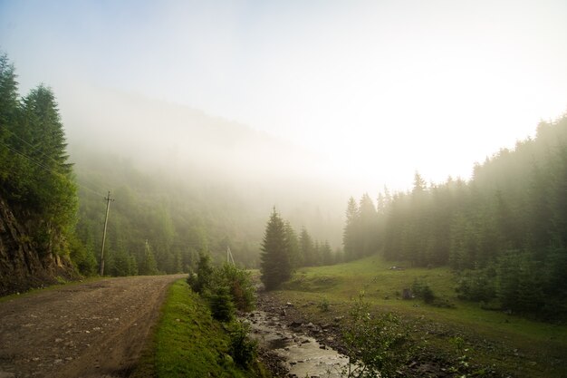 Beaux pins sur les montagnes