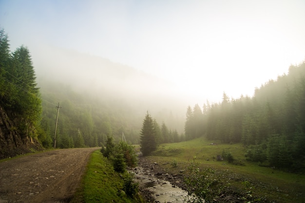 Beaux pins sur les montagnes