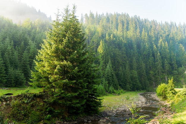 Beaux Pins Sur Les Montagnes