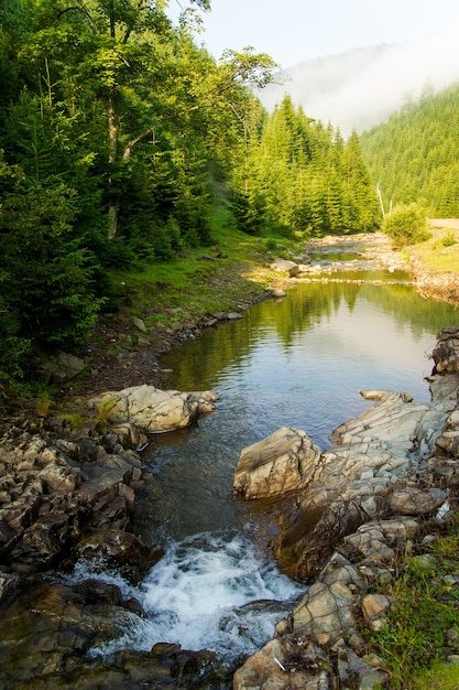 Beaux pins sur les montagnes