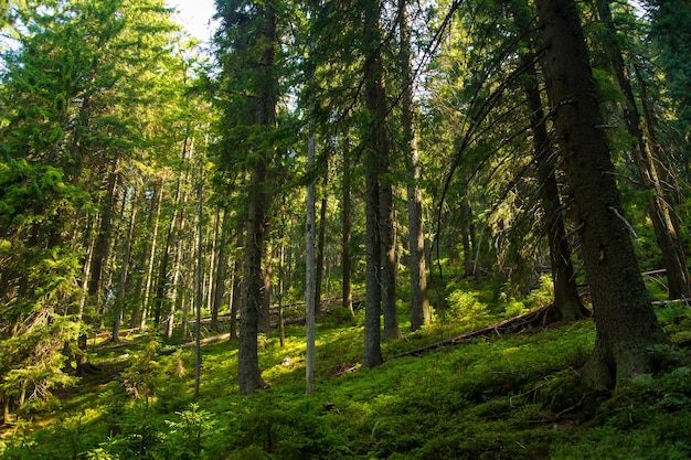 Beaux pins sur les montagnes