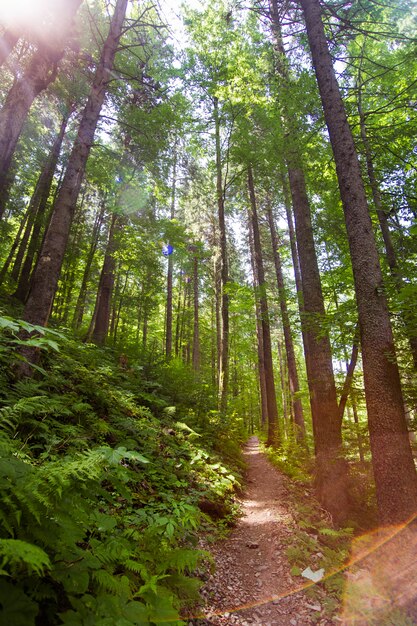 Beaux pins sur les montagnes