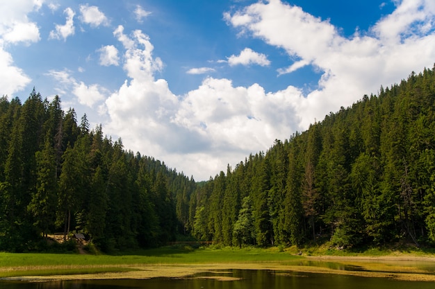 Photo gratuite beaux pins sur les montagnes