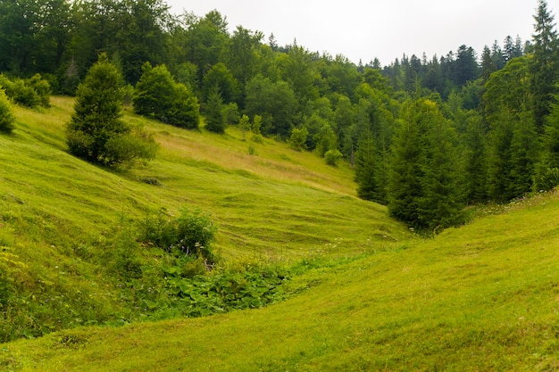 Beaux pins sur les montagnes