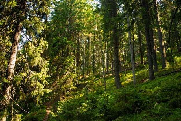 Beaux pins sur les montagnes