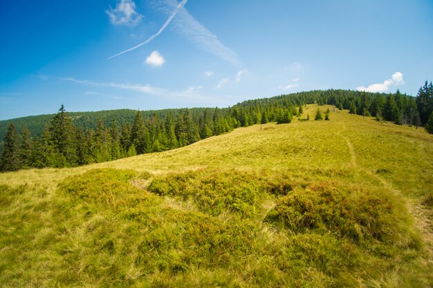 Beaux pins sur les montagnes