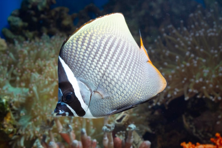 Photo gratuit de beaux poissons sur les fonds marins et les récifs coralliens la beauté sous-marine des poissons et des récifs coralliens