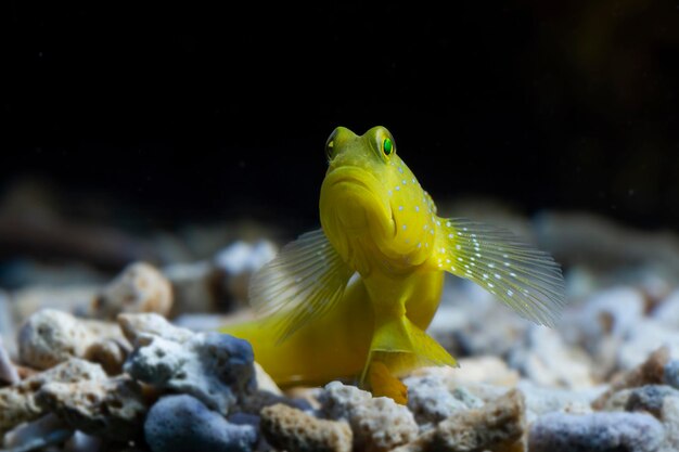 De beaux poissons sur les fonds marins et les récifs coralliens La beauté sous-marine des poissons et des récifs coralliens