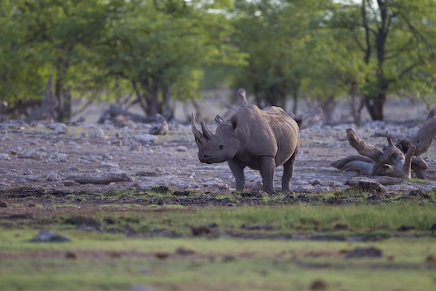 De beaux rhinocéros se tenant seuls au milieu de la jungle