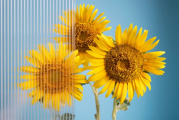 Beaux tournesols nature morte à l'extérieur