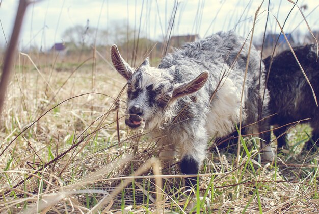 Bebe Chevre Mignon Avec Petites Cornes Bebe Chevre Blanche Sur La Tete Et Le Cou Chevre Dans Le Champ Photo Premium