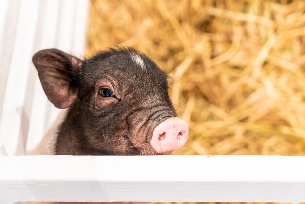 Bebe Cochon Dans Ferme Photo Premium Bebe Cochon Dans Ferme Photo Premium