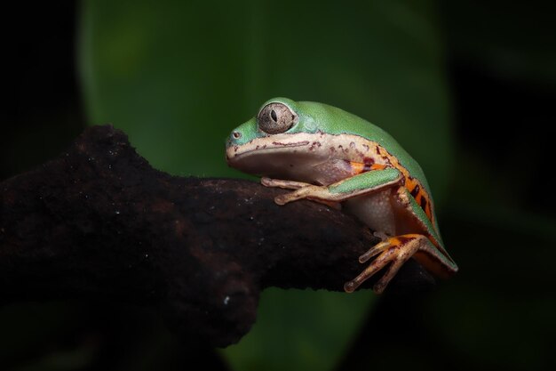 Bébé grenouille à pattes de tigre libre sur les feuilles vertes