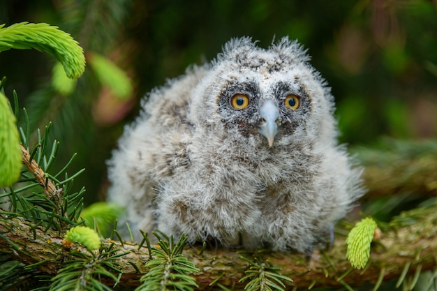 Gros Plan De L œil D Un Hibou Grand Duc Dans La Journee Photo Gratuite