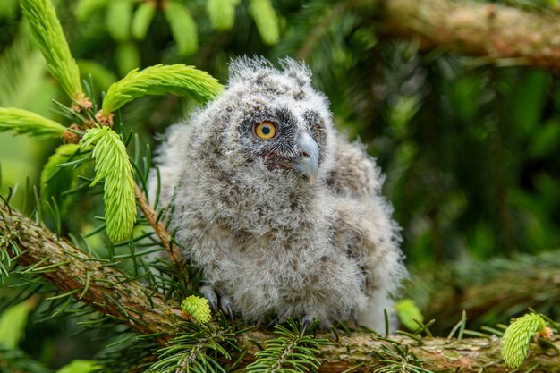 Gros Plan De L œil D Un Hibou Grand Duc Dans La Journee Photo Gratuite