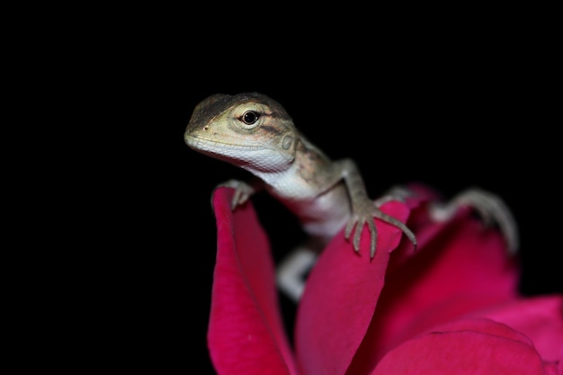 Bébé un londok calotes gros plan tête sur fleur rouge