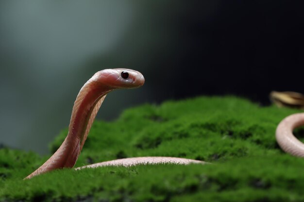 Bébé Naja sputrix serpent sur mousse dans une position prête à attaquer