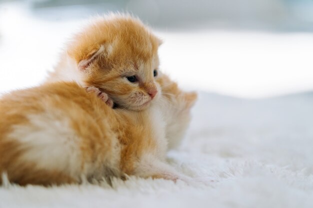 Mignon Petit Chat Rouge Sejour Sur Plancher En Bois Avec Fenetre Jeune Mignon Petit Chaton Rouge Chaton Au Gingembre A Poil Long Joue A La Maison Animaux Domestiques Droles Mignons Animaux Domestiques