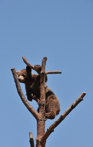 Bébé ourson noir grimpant dans un arbre mort en été.