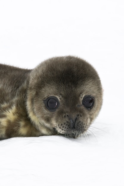 Bebe Phoque Photo Premium