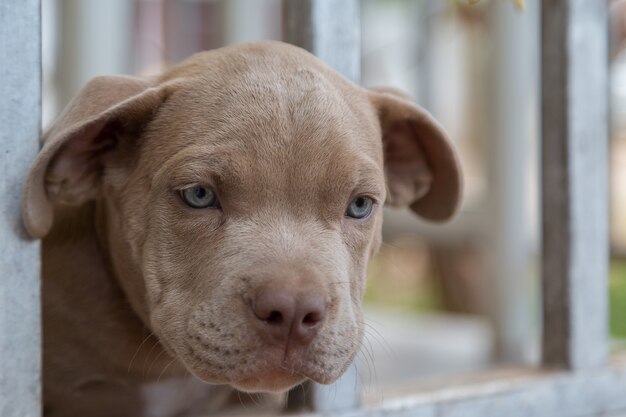 Bebe Pitbull Sourire Et Chercher Quelqu Un A Jouer Arriere Plan Flou Photo Premium Bebe Pitbull Sourire Et Chercher Quelqu Un A Jouer Arriere Plan Flou Photo Premium