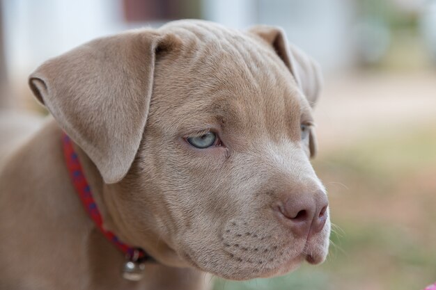Bebe Pitbull Sourire Et Chercher Quelqu Un A Jouer Arriere Plan Flou Photo Premium