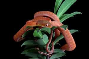 Photo gratuite bébé serpent boiga rouge sur arbre avec fond noir gros plan animal sur branche