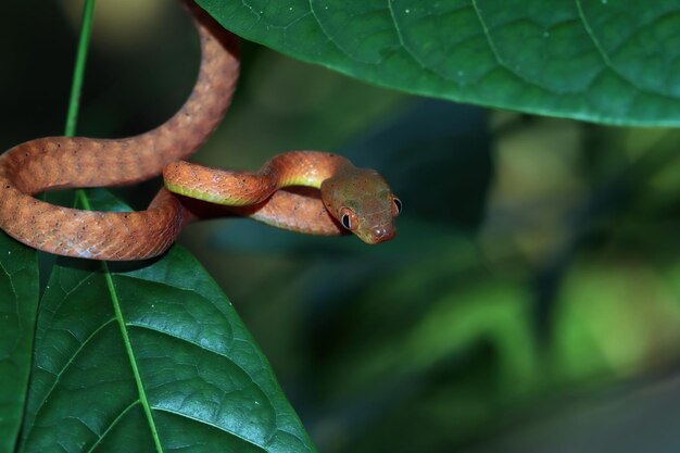 Bébé serpent boiga rouge sur gros plan animal arbre sur branche