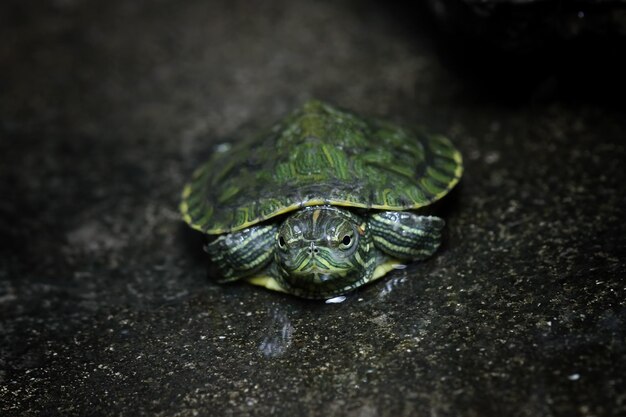 Bébé tortue brésilienne gros plan sur l'eau