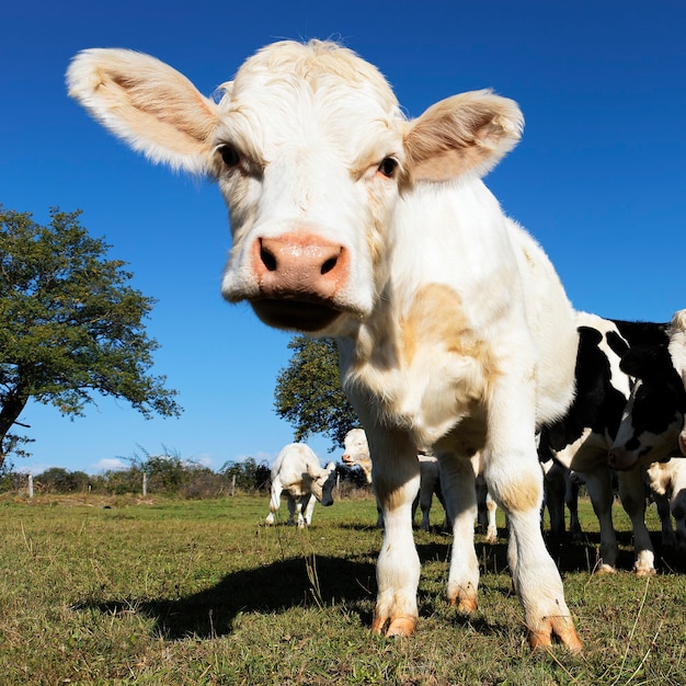 Photo gratuite bébé vache sur les terres agricoles en été