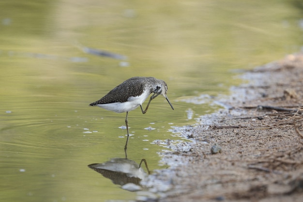 Bécasseau vert Tringa ochropus