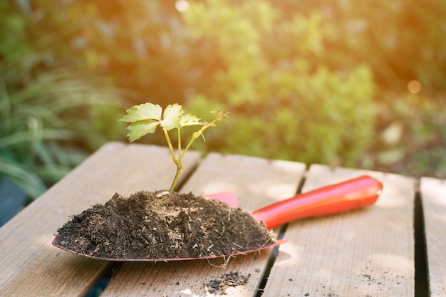 Bêche arrangée avec terre et plante