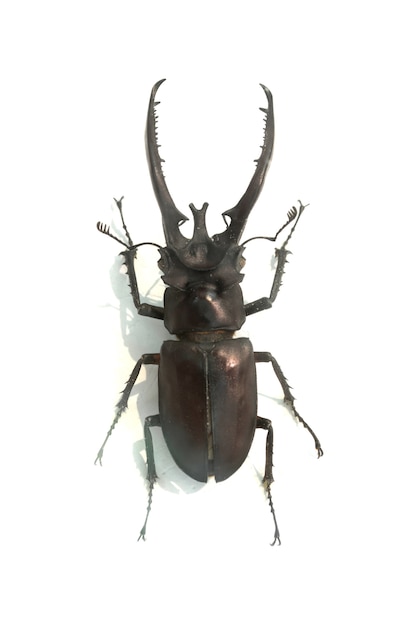 Beetle avec de longues cornes de fer barbelé