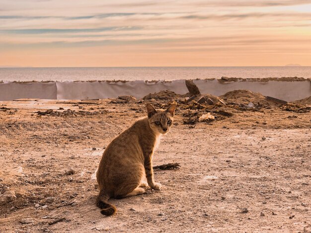 Bel animal sur paysage