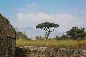 Photo gratuite bel arbre aux ruines archéologiques de pompéi et d'herculanum