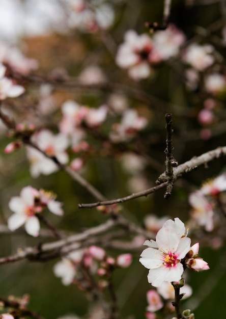 Photo gratuite bel arbre fleurissant à l'extérieur