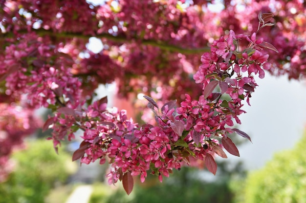 Bel arbre en fleurs au printemps.