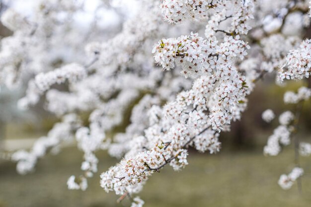 Bel arbre en fleurs