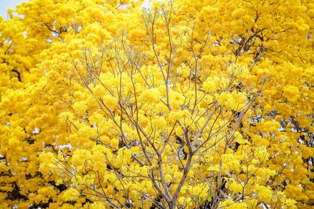Bel arbre d'ipe jaune en hiver brésilien