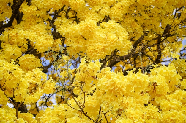 Bel arbre d'ipe jaune en hiver brésilien