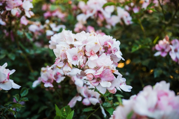 Photo gratuite bel arbuste en fleurs