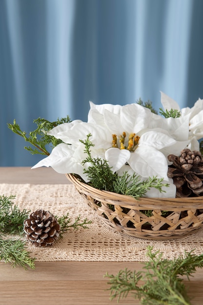 Bel arrangement de poinsettias blancs