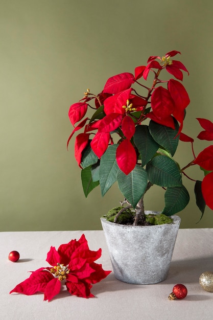 Photo gratuite bel assortiment de poinsettias rouges