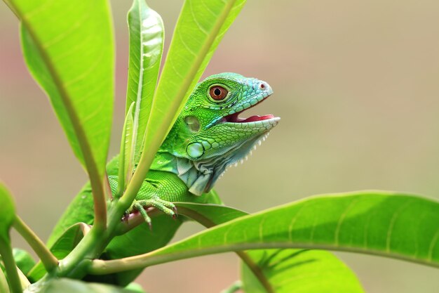 Bel iguane vert sur branche